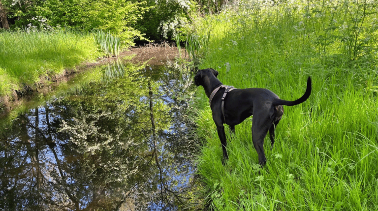 Trainingsvrij opvoeden: waarom mijn begeleiding ‘anders’ is