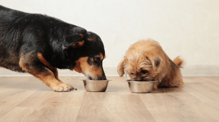 Hondenvoeding? Brok, vers, blik. Wat is goede voeding?