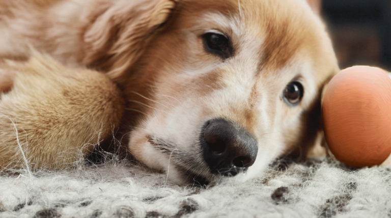 Dementie bij honden: vriendjes lijken opeens vreemden