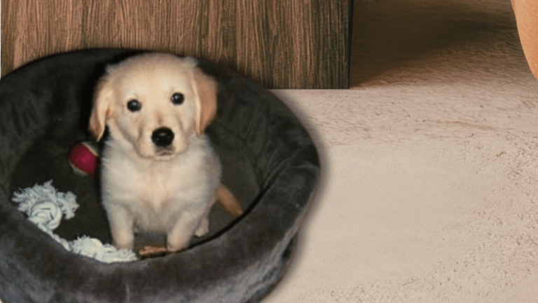 De beste start voor je pup: minder trainen, meer verbinding